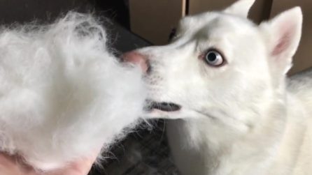 L'husky alle prese con il trucco di magia: la sua reazione è esilarante
