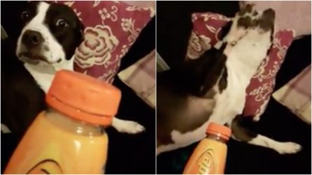 "L'hai masticata tu?": l'esilarante reazione del cane scoperto dalla padrona