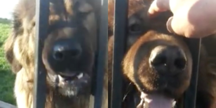 Ringhiano Ma Il Motivo è Ben Preciso I Cani Vogliono Le Coccole