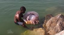 Ela é gigante e se aproxima de banhistas: cena assustadora na praia