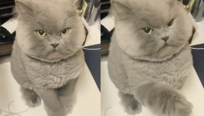 Il Gatto Più Arrabbiato Del Mondo