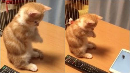 Il micetto vede per la prima volta dei pesciolini virtuali: la sua reazione è dolcissima