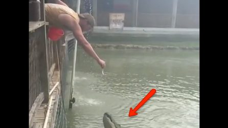 A mani nude, si sporge per dare da mangiare all'alligatore: la scena vi lascerà a bocca aperta