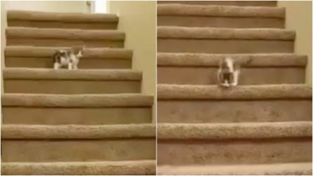 Per la prima volta sulle scale, il gattino prova a scendere ma qualcosa va storto