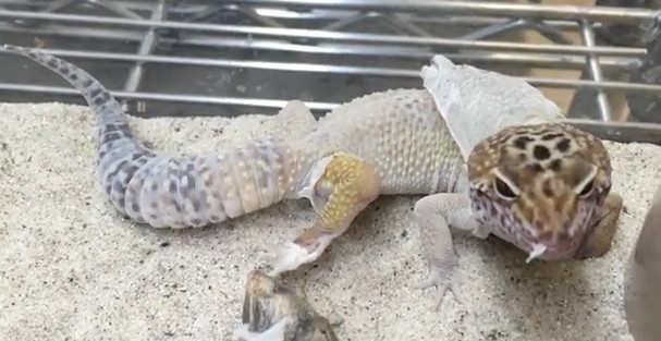 GECO SCARICA