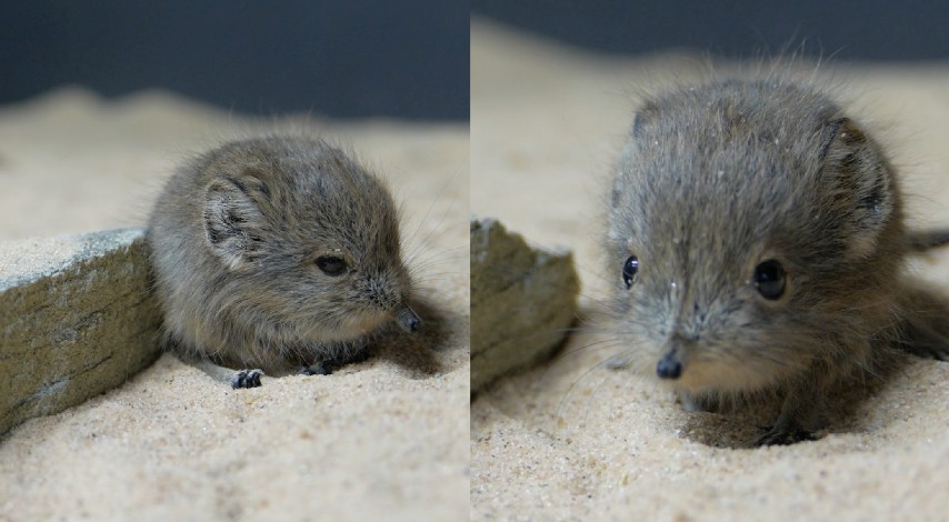 Una Nuova Coppia Di Gemelli La Loro Tenerezza Ti Conquistera