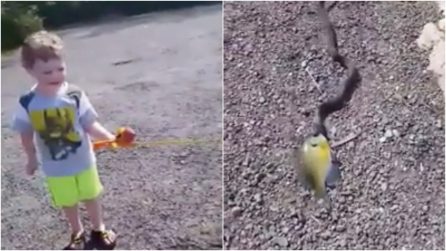 Il bimbo va a pesca per la prima volta ma un serpente gli ruba la preda: resterete di sasso