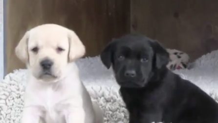 Nuove leve in polizia: gli agenti a 4 zampe più teneri di sempre