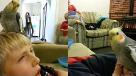 Il bimbo starnutisce e il pappagallino si mette a imitarlo: la scena è esilarante