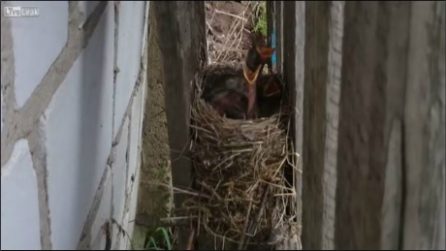 Batte un colpo sulla pedana di legno: la divertente reazione degli uccellini