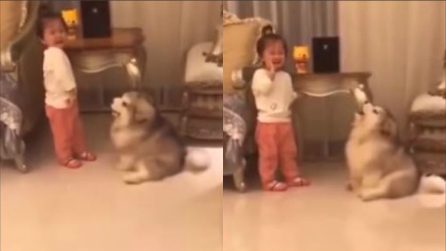 La bambina piange amareggiata: la reazione del cucciolo è molto divertente