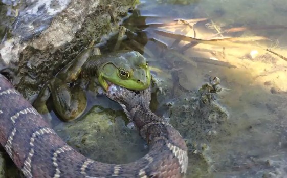 L Insolito Pasto Del Rospo L Anfibio Viene Filmato Mentre Divora Un Grosso Serpente