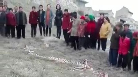 Il "drago" rinvenuto in Cina