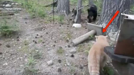 Il gatto coraggioso si avvicina all'orso e fa qualcosa di imprevedibile