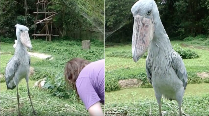 Incontrano Un Curioso Uccello In Africa Guardate Cosa Accade Quando Gli Fanno L Inchino