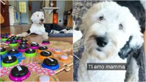 Bunny, il cane che conosce più di 40 parole e "parla" con i padroni usando dei pulsanti