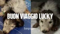 Morto Lucky, il cane anziano e malato gettato nella spazzatura: "Abbiamo il cuore spezzato"