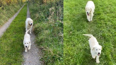 Il cane non vedente ha trovato la sua guida: un cucciolo di pochi mesi ora non lo lascia più