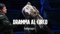 Dramma al circo, orso sbrana domatore 28enne: "Non l'ha riconosciuto, indossava la mascherina"