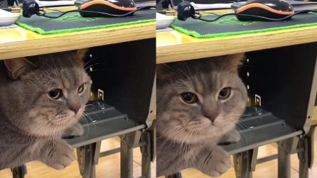 A scuola con il gatto: lo tiene con sé tutta la lezione e il micio non si muove