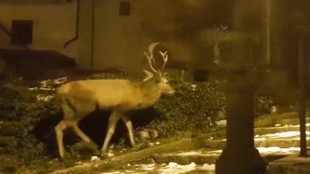 Una location incantata: i cervi passeggiano tra le stradine innevate