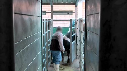 Macelli di bovini in Italia: la crudeltà dietro le quinte