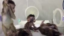 Clonati 5 macachi ‘malati’ da uno reso insonne con l’ingegneria genetica