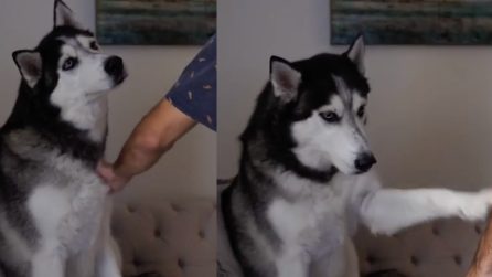 Smette di accarezzare il cane e lui reagisce immediatamente