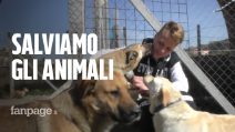 La sfida di Vittorio, 16enne che salva cani e gatti: "Aiutatemi a trovar loro una famiglia"