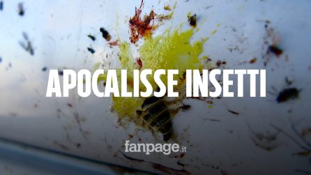 Perché trovi meno insetti sul parabrezza dell'auto