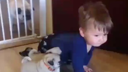 I tre cuccioli e il bimbo iniziano la "gara": sono stupendi