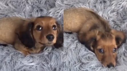 Due occhi sinceri e pieni di amore: il cucciolo meraviglioso