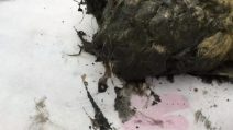 Testa di lupo di 40 mila anni fa trovata in Siberia: c'è ancora il cervello dentro