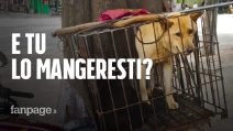Yulin, cani rapiti per essere mangiati: come funziona il mercato della carne