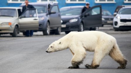 Orso polare rovista tra i rifiuti della città in Siberia: le immagini strazianti