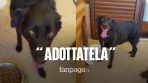 Zora, la cagnolina che ha vegliato per una settimana la padrona morta: “Qualcuno l’adotti”