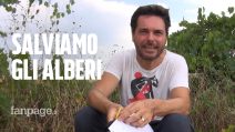 Lettera a un terrestre: perché ogni albero che muore è un dramma per l'intero pianeta