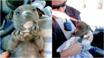 Trovano un cagnolino congelato sotto al ponte: l'emozionante salvataggio dei poliziotti