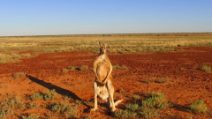 La strage di canguri raccontata dal documentario "Kangaroo, A Love-Hate Story"