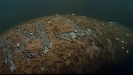 Trovato in acqua un lamantino con la scritta "Trump" sul dorso
