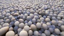 Delle "uova di ghiaccio" appaiono su una spiaggia: lo strano fenomeno in Finlandia