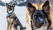 Sfigurato con un morso quando era un cucciolo: la storia di Brodie, il cane salvato dall'amore