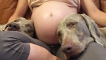 Due teneri cani aspettano per nove mesi la nascita del loro nuovo fratellino prima di poterlo abbracciare