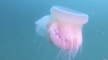 La più grande medusa del Mediterraneo avvistata a Trieste: le immagini della Drymonema dalmatinum