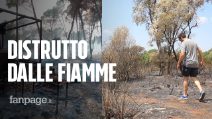 Incendi in Sicilia, brucia il bosco di Santo Pietro, devastazione senza precedenti: "Un inferno"