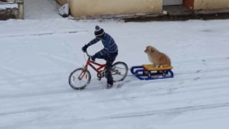 La tenera amicizia tra un ragazzino e il cane sulla slitta: lo traina con la bici
