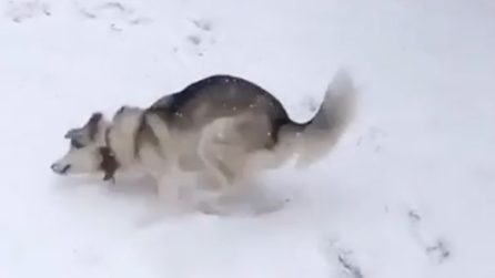 La reazione del cane non vedente quando esce fuori di casa e sente la neve sotto le zampe