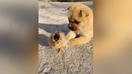 "Voglio giocare con te". I due amici cuccioli più dolci che ci siano