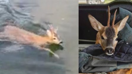 Capriolo annaspa nel Naviglio: salvato in tempo