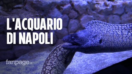 Restaurato e rinnovato: riapre l'acquario di Napoli, luogo centrale per la ricerca e per la città